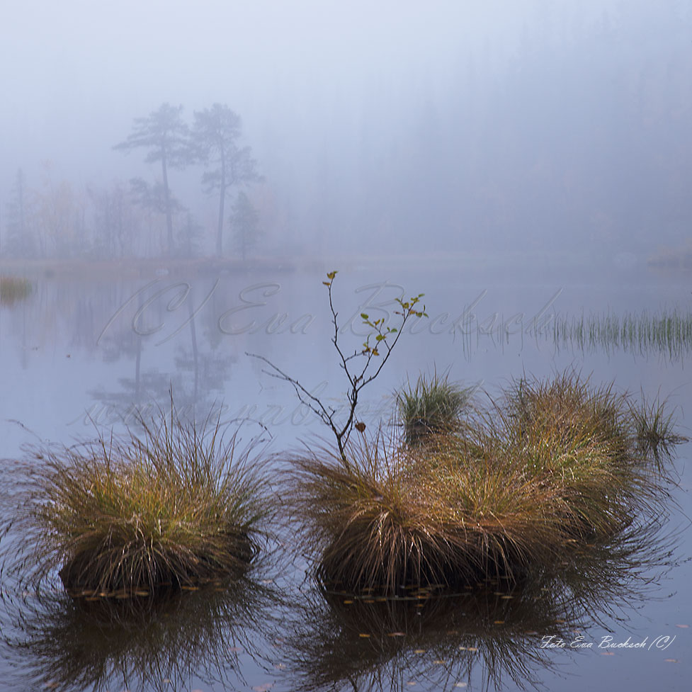 Foto av Eva Bucksch